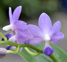 Načíst obrázek do prohlížeče Galerie, Phal.Kennech Schubert  {PF-6255}
