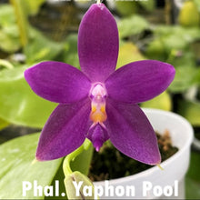 Načíst obrázek do prohlížeče Galerie, Phal.Yaphon Pool X Summer Pretty KM3623 Voňavá
