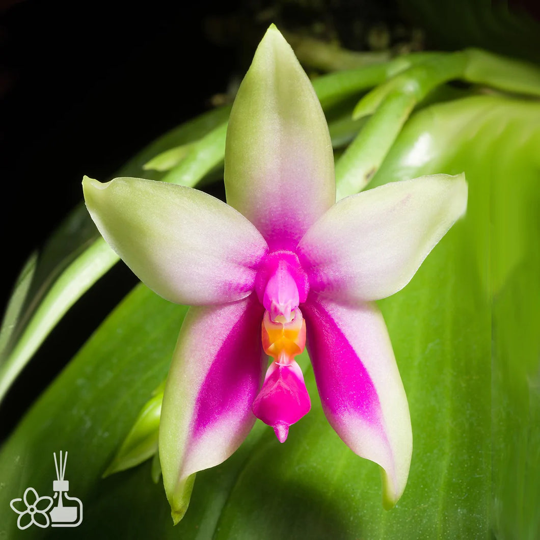 Phal. bellina x  vonící.