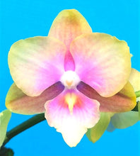 Načíst obrázek do prohlížeče Galerie, Phal. Big Lip Baby Heart {6880}
