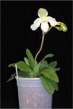 Načíst obrázek do prohlížeče Galerie, Paphiopedilum Deperle
