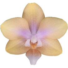 Načíst obrázek do prohlížeče Galerie, Phalaenopsis Buddha Lemon Voňavá
