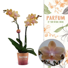 Načíst obrázek do prohlížeče Galerie, Phalaenopsis Buddha Lemon Voňavá
