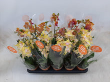 Lade das Bild in den Galerie-Viewer, Phalaenopsis Buddha Lemon Duftpflanze - RABATT!
