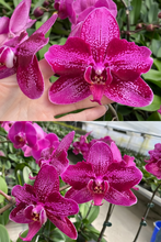 Načíst obrázek do prohlížeče Galerie, Phal. Peloric-Unique Wing
