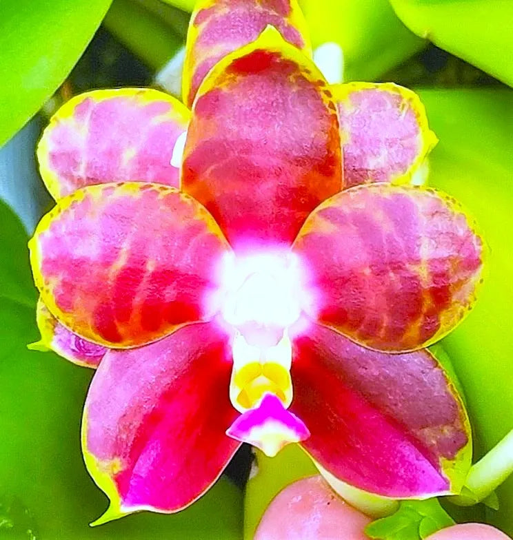 Phal.Profar Fantasia 6013