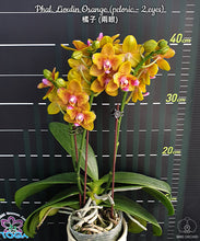 Načíst obrázek do prohlížeče Galerie, Phal.Lioulin Orange {Peloric 2 eyes} -{5057} VONÍCÍ
