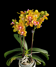 Načíst obrázek do prohlížeče Galerie, Phal.Lioulin Orange {Peloric 2 eyes} -{5057} VONÍCÍ
