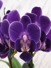Lade das Bild in den Galerie-Viewer, Phal Reyoung Ultra Violet

