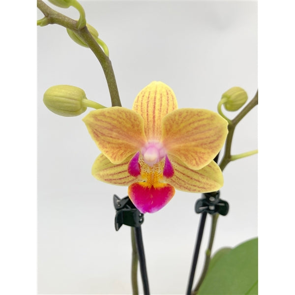 Phalaenopsis mtf. El Paso