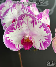 Načíst obrázek do prohlížeče Galerie, Phal. Champion Lightning &#39;Neon&#39; velky kvety 10cm
