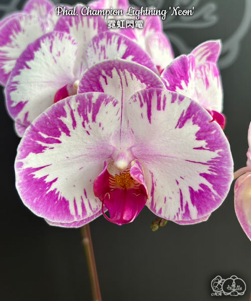 Phal. Champion Lightning 'Neon' velky kvety 10cm