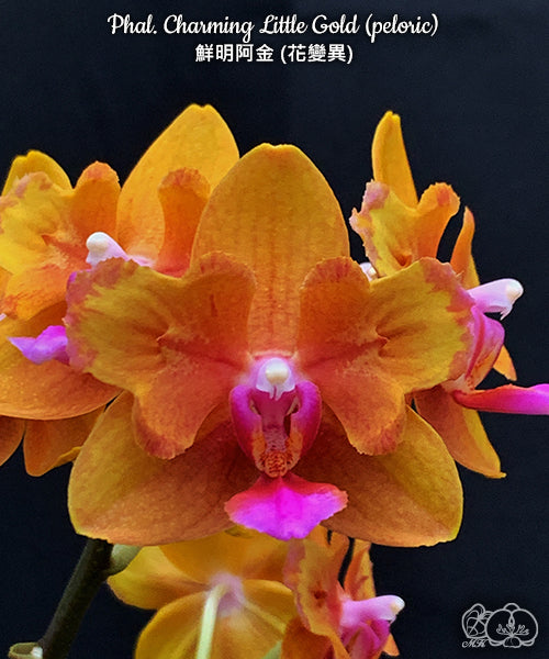 Phal. Charming Little Gold (peloric) Voňavá