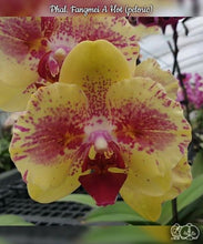 Načíst obrázek do prohlížeče Galerie, Phalaenopsis  Fangmei A Hot (peloric) DOSTUPNÉ V 2. POLOVINĚ DUBNA!!!
