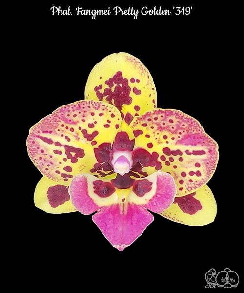 Phalaenopsis Fangmei Pretty Golden '319'  {B8}