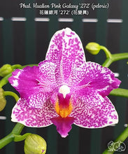 Načíst obrázek do prohlížeče Galerie, Phal. Hualien Pink Galaxy &#39;272&#39; (peloric)Voňavá

