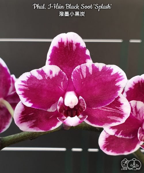 Phalaenopsis I-Hsin Black Soot 'Splash'  {B26}