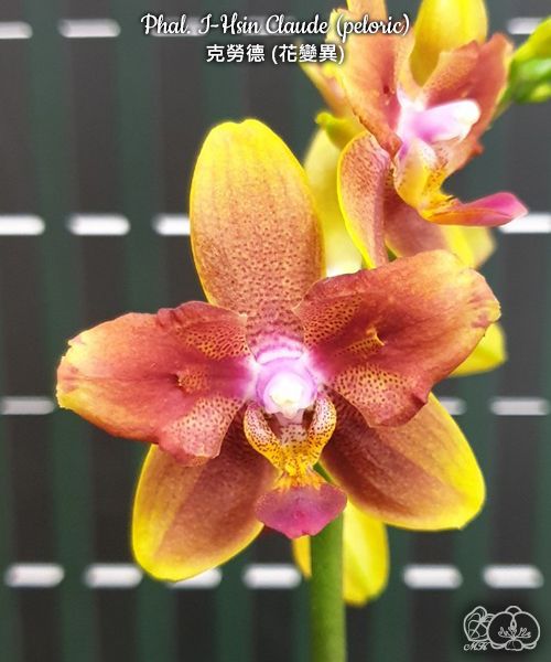 Phalaenopsis I-Hsin Claude (peloric) - voňavá  {B23}