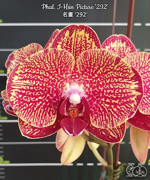 Phal. I-Hsin Picture '292'