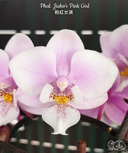 Phal. Jiaho's Pink Girl Voňava