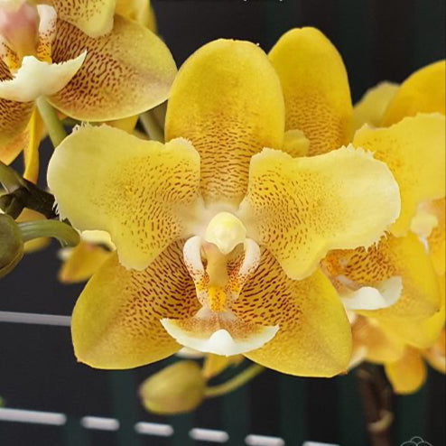 Phalaenopsis KS Balm 'Yellow Chocolate' (peloric - 2 eyes) - voňavá  {B5}
