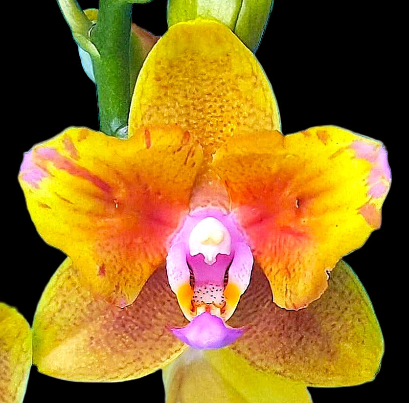 Phal.Lioulin Orange {Peloric 2 eyes} -{5057} VONÍCÍ