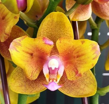 Načíst obrázek do prohlížeče Galerie, Phal.Lioulin Orange {Peloric 2 eyes} -{5057} VONÍCÍ
