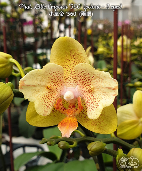 Phalaenopsis Little Emperor '560' (peloric -2 eyes) -  voňavá {B53}