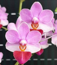 Načíst obrázek do prohlížeče Galerie, Phal. Liu’s Berry , Liu’s cute angel {1155}
