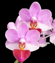 Načíst obrázek do prohlížeče Galerie, Phal. Liu’s Berry , Liu’s cute angel {1155}
