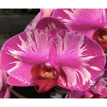 Načíst obrázek do prohlížeče Galerie, Phalaenopsis. NCK Maisie {N75085}
