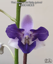 Načíst obrázek do prohlížeče Galerie, Phalaenopsis Memoria Val Rettig (peloric) DOSTUPNÉ V 2. POLOVINĚ DUBNA!!!
