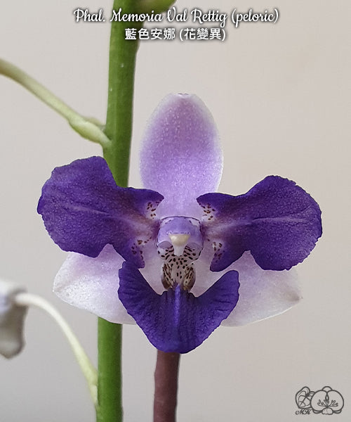 Phalaenopsis Memoria Val Rettig (peloric) DOSTUPNÉ V 2. POLOVINĚ DUBNA!!!