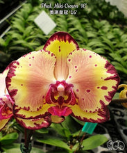 Načíst obrázek do prohlížeče Galerie, Phalaenopsis Miki Crown &#39;16&#39; SM/TOGA velké květy (10 cm) DOSTUPNÉ V 2. POLOVINĚ DUBNA!!!
