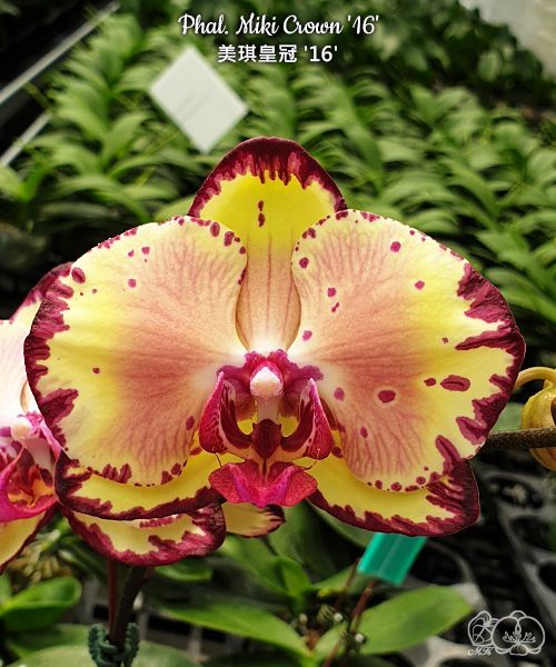 Phalaenopsis Miki Crown '16' SM/TOGA velké květy (10 cm) DOSTUPNÉ V 2. POLOVINĚ DUBNA!!!