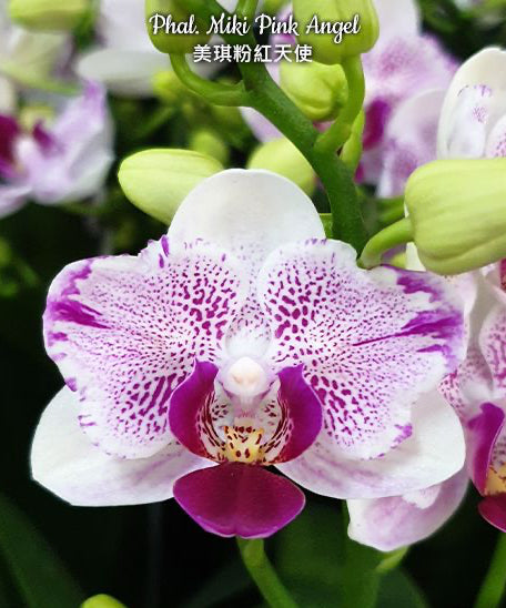 Phal. Miki Pink Angel