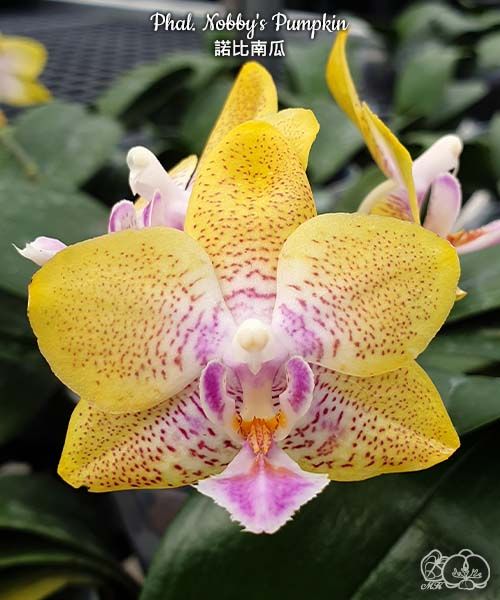 Phal. Nobby's Pumpkin Voňavá