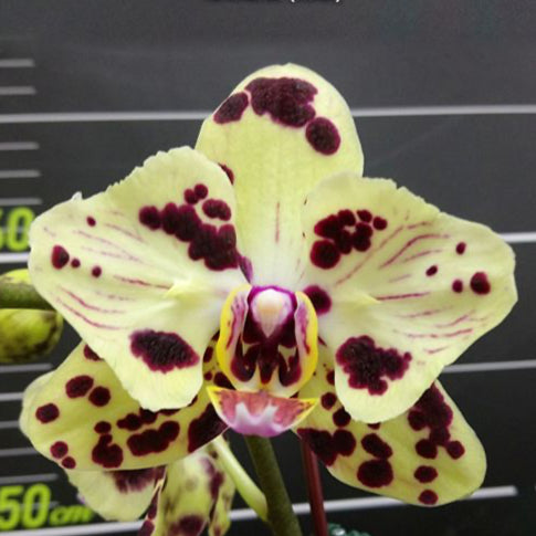 Phalaenopsis OX Sponge Bob (peloric - 2 eyes)  {B6}