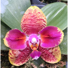 Načíst obrázek do prohlížeče Galerie, Phalaenopsis Orchid World 'ES'
