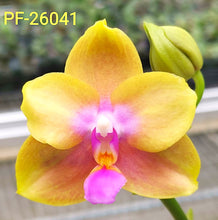 Načíst obrázek do prohlížeče Galerie, Phal. Profar Sweet Melody-VONÍCÍ N26041
