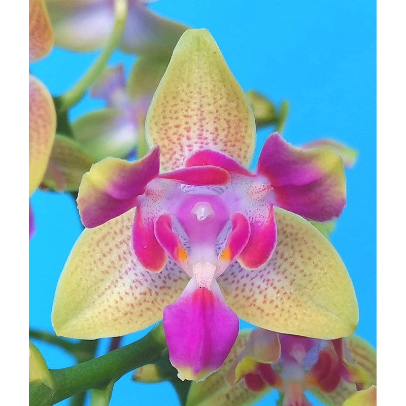 Phal. I-Hsin Venus Es (Profar Julie) - VONÍCÍ {PF5082}