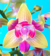 Načíst obrázek do prohlížeče Galerie, Phal. I-Hsin Venus Es (Profar Julie) - VONÍCÍ {PF5082}
