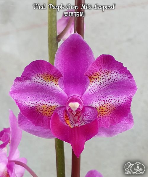 Phalaenopsis Purple Gem 'Miki Leopard' - {B30}