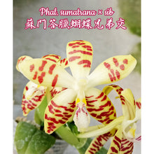 Načíst obrázek do prohlížeče Galerie, Phal. sumatrana x sib / 2.5″
