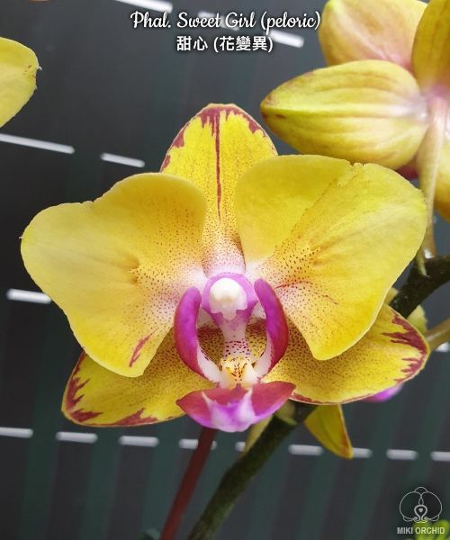 Phalaenopsis Sweet Girl (peloric) - SLEVA {B28}