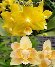 Načíst obrázek do prohlížeče Galerie, Phal. Yaphon Perfume &#39;Yellow&#39; Voňavá
