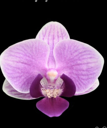 Phala. Violet Queen (Sun) ,Younghome Taro bobo