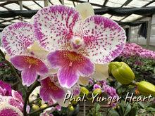 Načíst obrázek do prohlížeče Galerie, Phal. Polka Beauty .Yunger Heart
