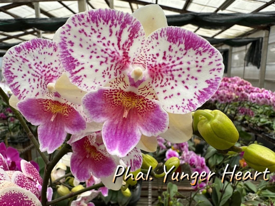 Phal. Polka Beauty .Yunger Heart