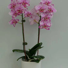 Načíst obrázek do prohlížeče Galerie, Phalaenopsis SOGO Xena
